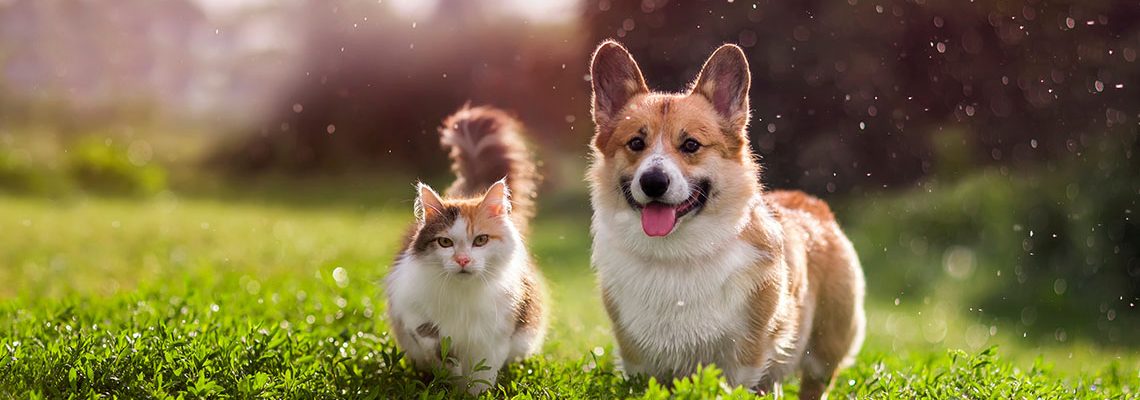 furry friends red cat and corgi dog walking in a summer meadow under the drops of warm rain