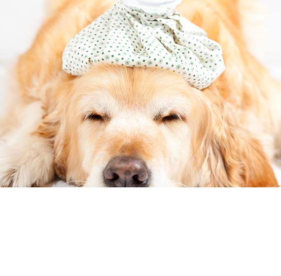 Dog with a bag of cold water on his head