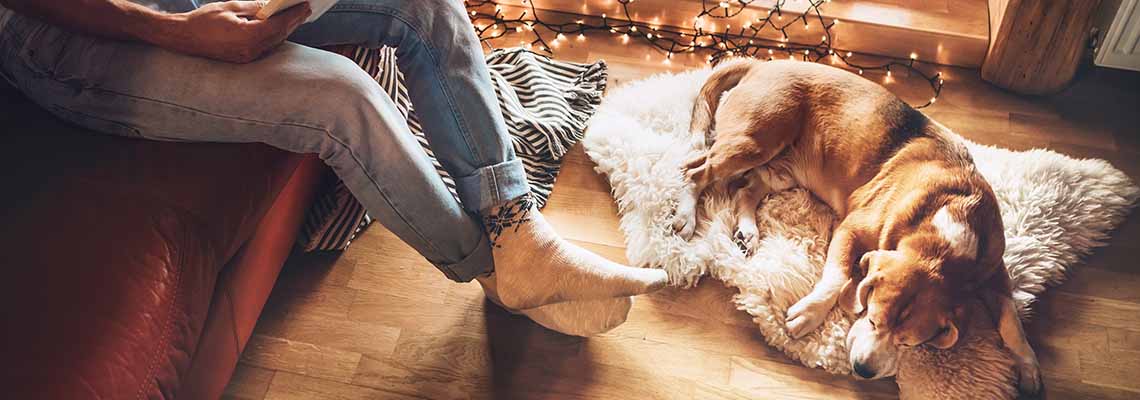 Man reading book on the cozy couch near slipping his beagle dog on sheepskin in cozy home atmosphere. Peaceful moments of cozy home concept image.