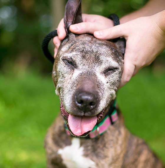 person rubbing dogs ears