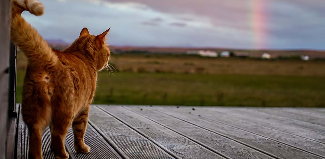Sweet cat on terrace looks after the rainbow on iceland